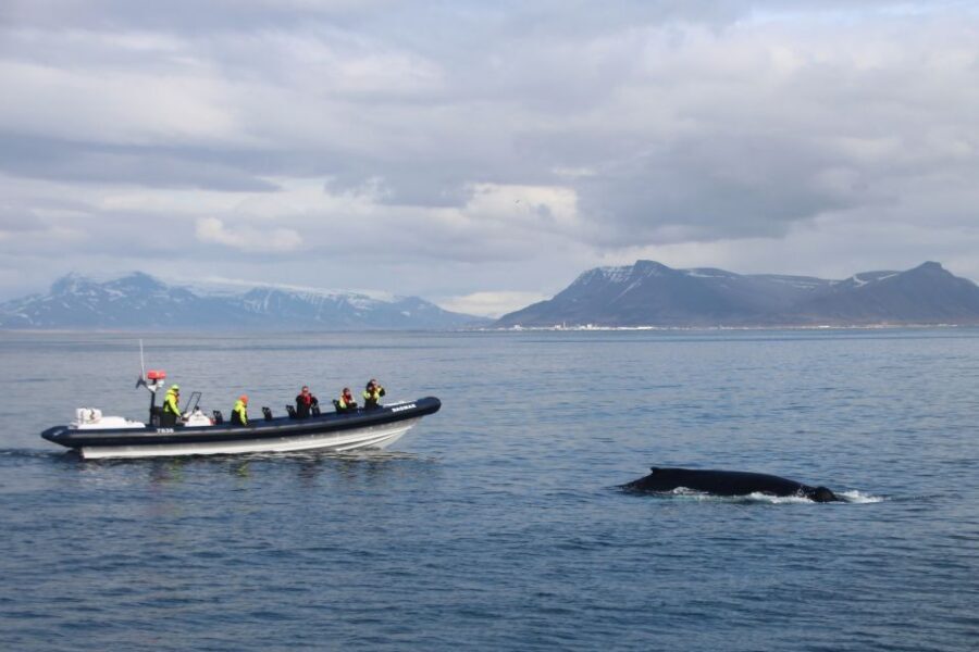 Reykjavik: Whale Watching Tour by RIB Boat - Kitted up for the North Atlantic: warm gear that actually changes the trip