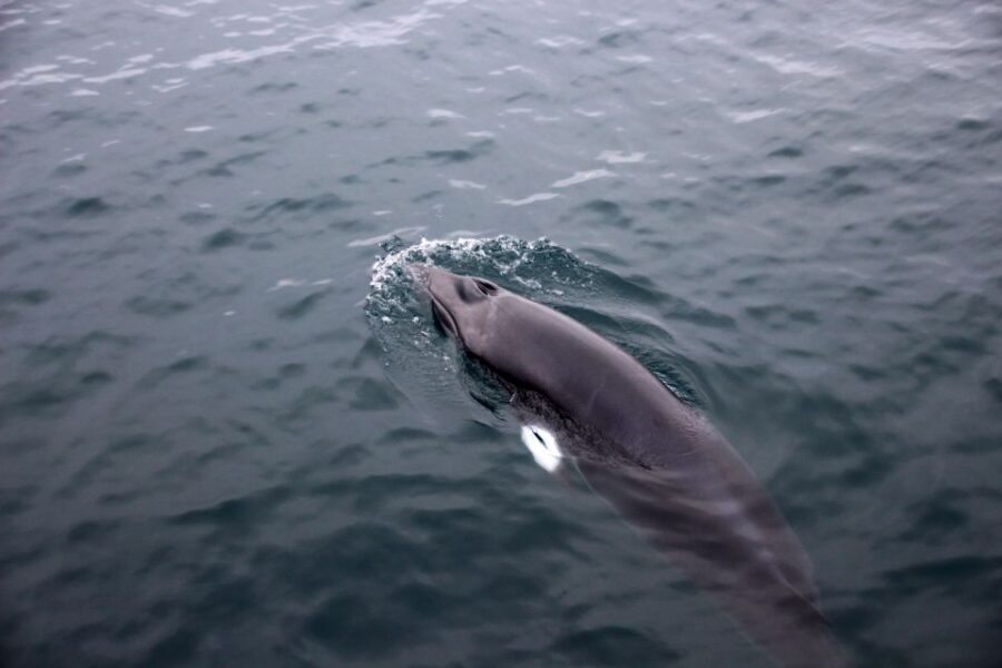 Reykjavik: Whale Watching Tour by RIB Boat - The 2-hour whale hunt: what you’re really doing out in Faxaflói Bay