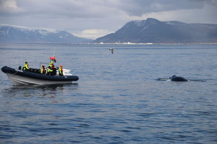 Reykjavik: Whale Watching Tour by RIB Boat - Safety and comfort on a fast RIB: what to expect from the ride