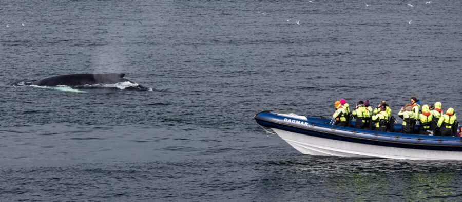 Reykjavik: Whale Watching Tour by RIB Boat - The Whales of Iceland Museum afterward: turn sightings into understanding