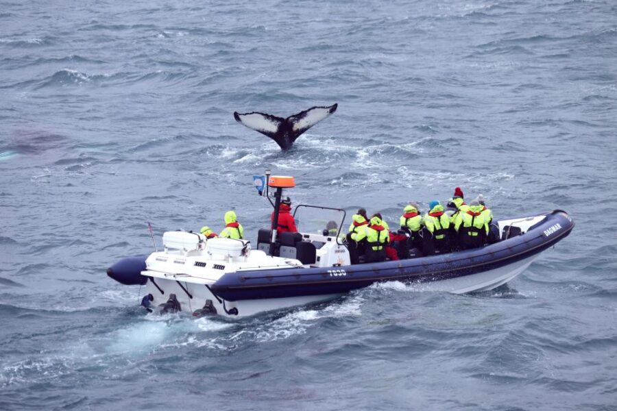 Reykjavik: Whale Watching Tour by RIB Boat - Price and value: is $194 a good deal for Reykjavik whale watching?