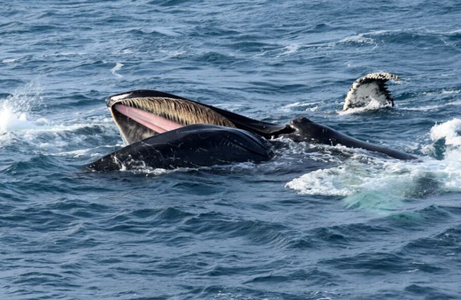 Reykjavik: Whale Watching Tour, Whales of Iceland Exhibition - Should you book this Reykjavik whale watching and Whales of Iceland tour?
