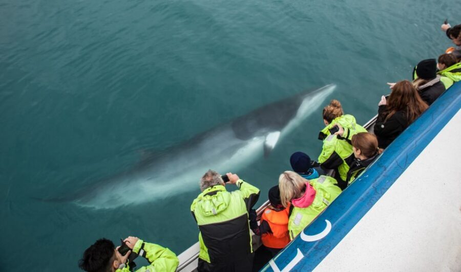 Reykjavik: Whale Watching Tour, Whales of Iceland Exhibition - What’s included in the $123 price (and what’s not)