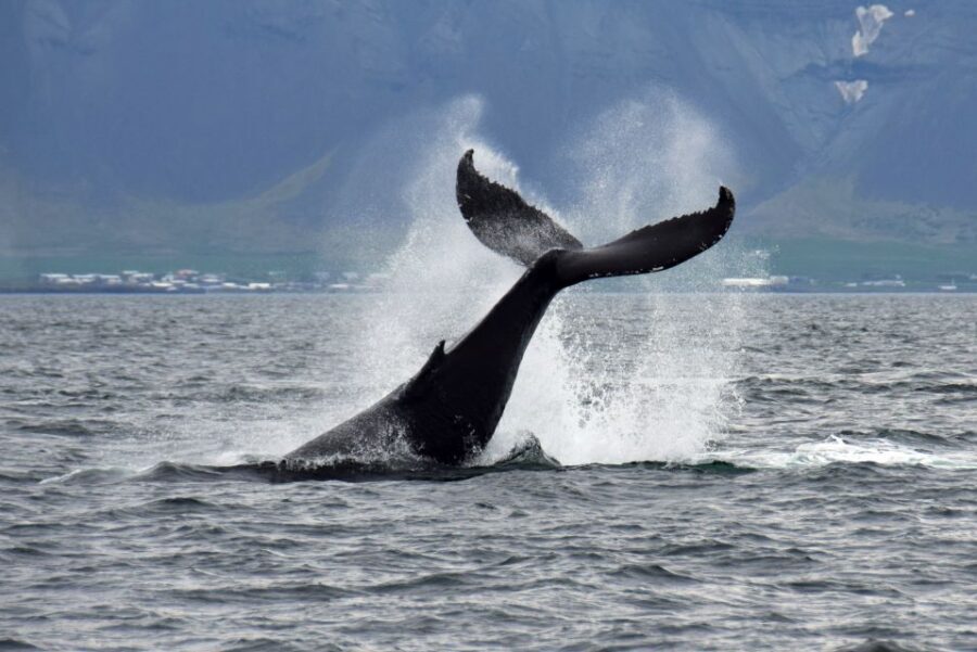 Reykjavik: Whale Watching Tour, Whales of Iceland Exhibition - Practical tips: cold wind, motion, and keeping your day smooth