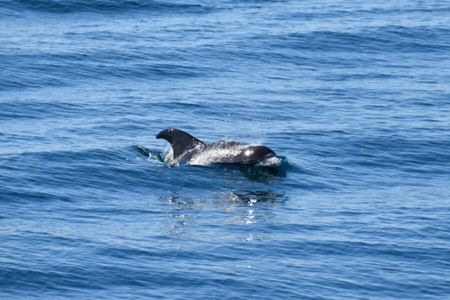 Reykjavik: Whale Watching Tour, Whales of Iceland Exhibition - Who should book this whale tour and museum combo