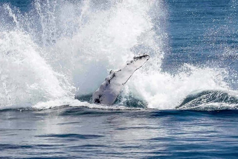 Reykjavik: Whale Watching Tour with Expert Guide - How the onboard education works: app + bones + baleen