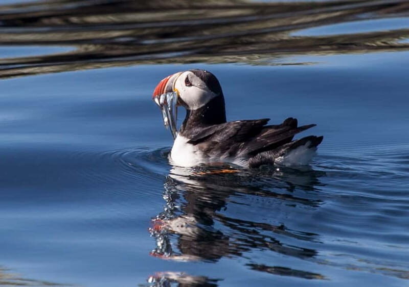 Reykjavik: Whales and Puffins Express Cruise Combo Tour - Key things I’d plan around