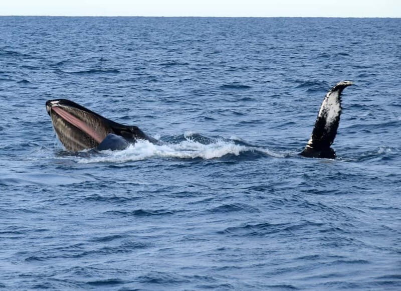 Reykjavik: Whales and Puffins Express Cruise Combo Tour - Should you book this Reykjavík whales and puffins combo?