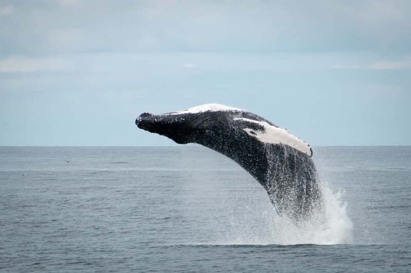 Reykjavik: Whales and Puffins Express Cruise Combo Tour - Whale watching in Faxaflói Bay: Andrea vs the express boat