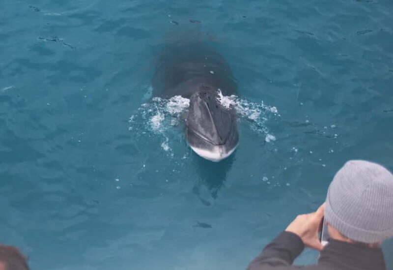 Reykjavik: Whales and Puffins Express Cruise Combo Tour - What you might spot (and how not to expect a movie)