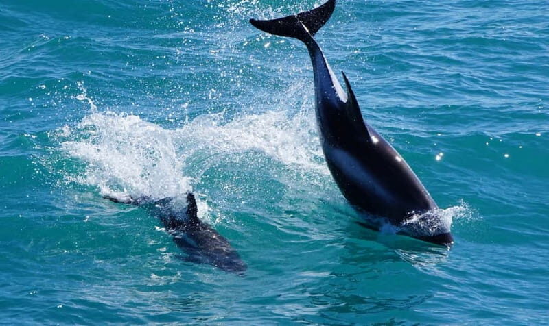 Reykjavik: Whales and Puffins Express Cruise Combo Tour - Timing options: which departure works best for you