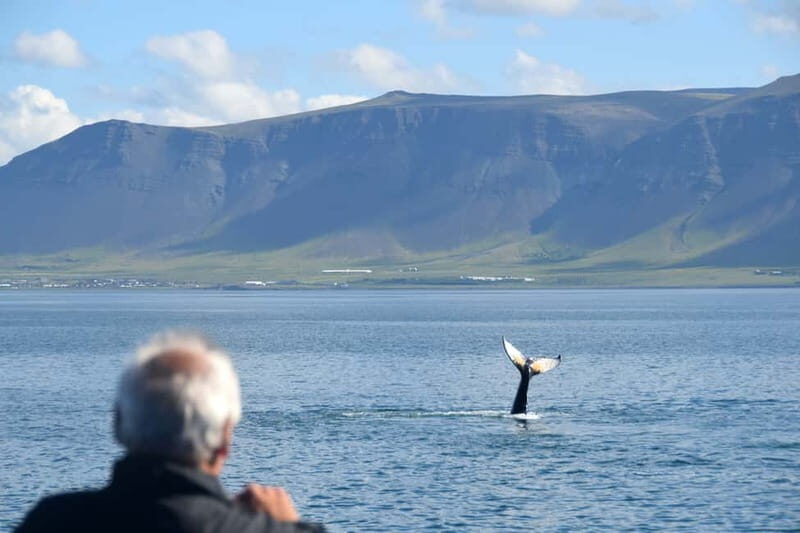 Reykjavik: Whales and Puffins Express Cruise Combo Tour - Warm gear, what to wear, and staying comfortable at sea