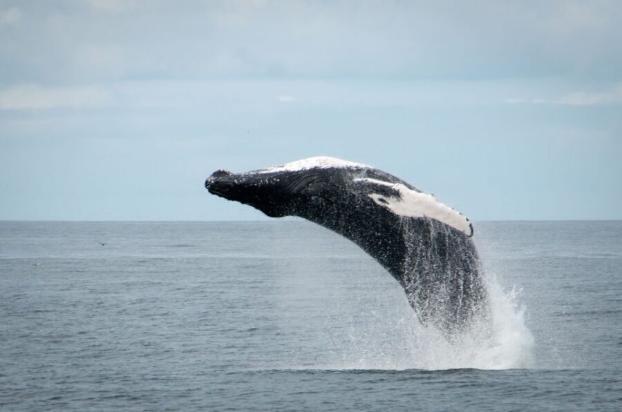Reykjavik: Whales and Puffins Express Cruise Combo Tour - Value for $148: two wildlife tours plus gear and guarantees