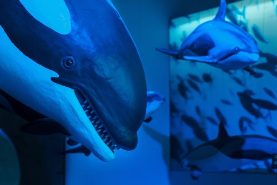 Reykjavik: Whales of Iceland Museum Entrance Ticket - Should You Book Whales of Iceland in Reykjavik?
