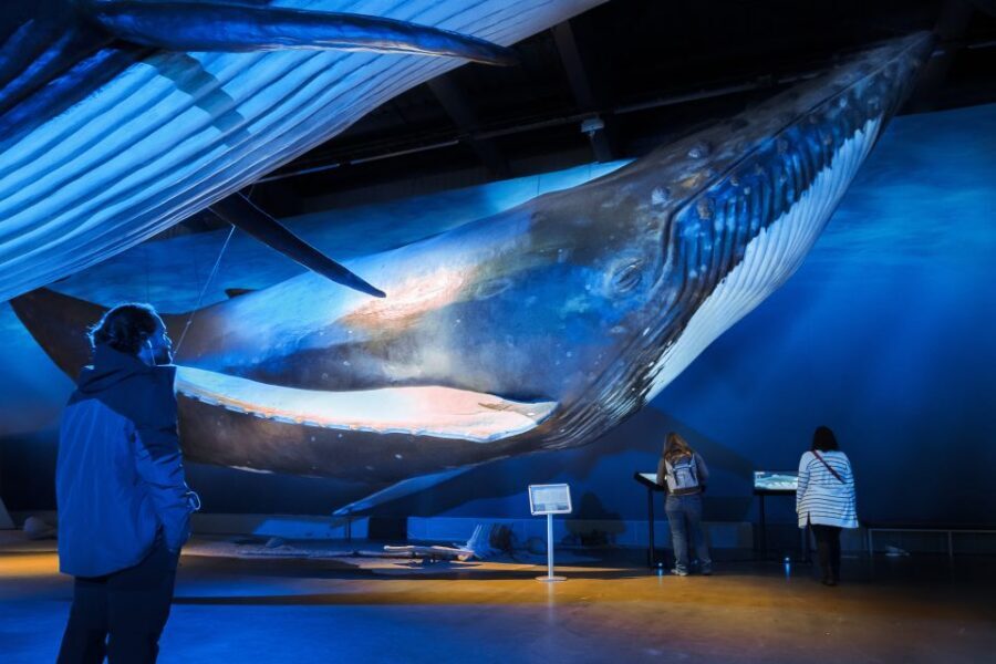 Reykjavik: Whales of Iceland Museum Entrance Ticket - Life-Size Whale Models: 23 Types in Real-World Scale