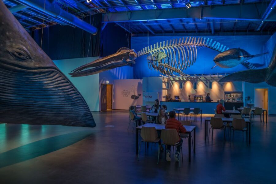 Reykjavik: Whales of Iceland Museum Entrance Ticket - Audio Guide in 17 Languages: How to Use It Without Stress