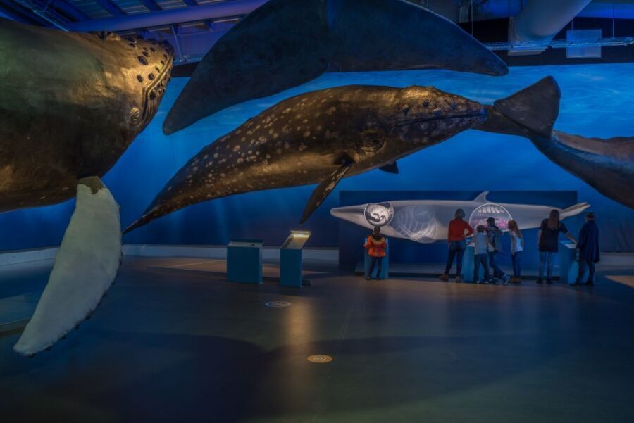 Reykjavik: Whales of Iceland Museum Entrance Ticket - Who Should Book This Museum (and Who Might Skip It)
