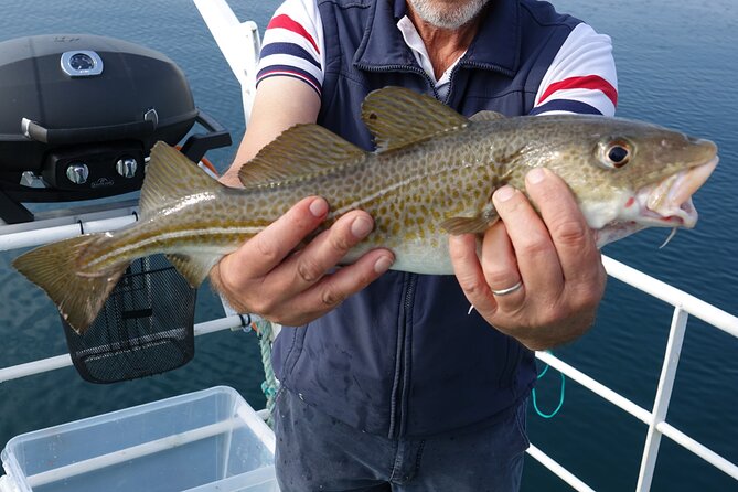 Reykjavik's Finest Catch: Guided Sea Angling Tour for All Levels - Small-Boat Guided Sea Angling in Reykjavik