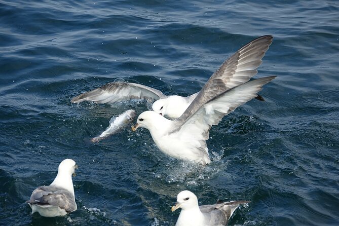 Reykjavik's Finest Catch: Guided Sea Angling Tour for All Levels - Coaching That Actually Helps (Even If You’re Brand New)