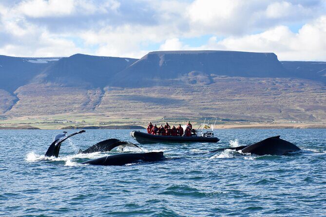 RIB boat express: Whales, Eyjafjord and Akureyri - Key highlights you’ll feel fast