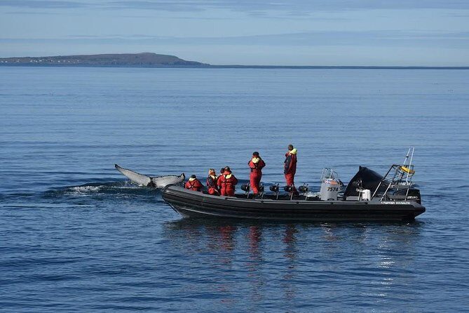 RIB boat express: Whales, Eyjafjord and Akureyri - Live commentary from the crew: turning a sighting into a story