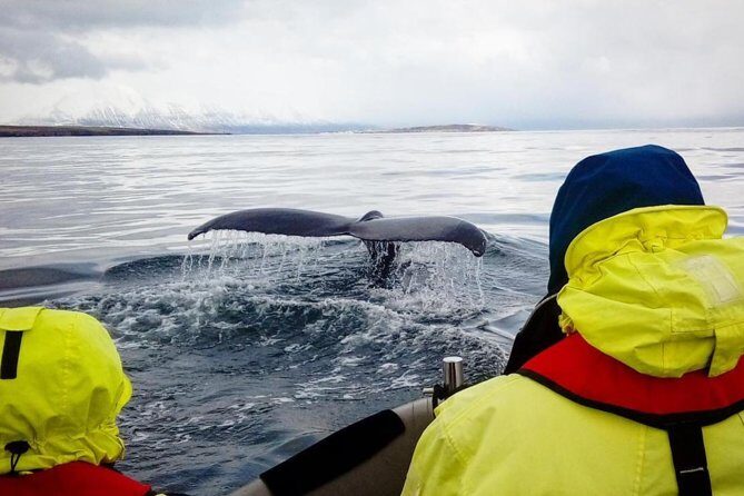 RIB boat express: Whales, Eyjafjord and Akureyri - Timing and logistics that keep your day smooth