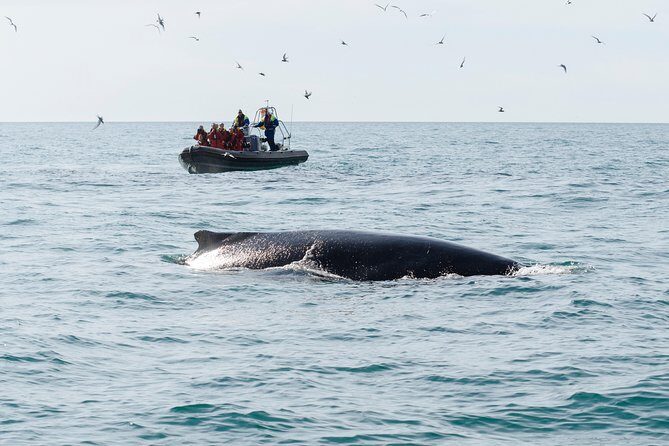 RIB boat express: Whales, Eyjafjord and Akureyri - Who this tour suits best (and who should rethink it)