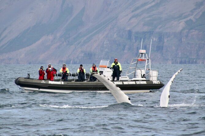 RIB boat express: Whales, Eyjafjord and Akureyri - Price and value: is $192.66 worth it?