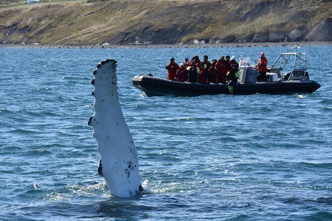 RIB boat express: Whales, Eyjafjord and Akureyri - Whale guarantee and what you might see in the Eyjafjord