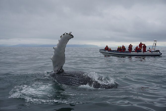 RIB Whale Watching Small-Group Boat Tour from Reykjavik - Where you start: Ægisgarður 5d and the Old Harbour vibe