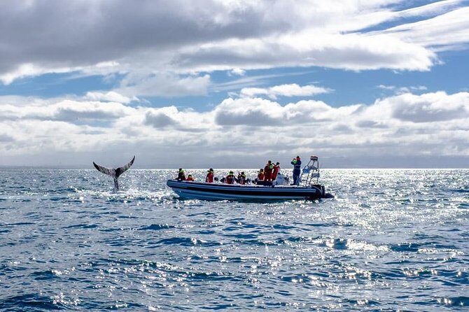 RIB Whale Watching Small-Group Boat Tour from Reykjavik - Faxaflói Bay whale search: why the RIB hunt works