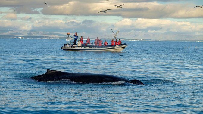 RIB Whale Watching Small-Group Boat Tour from Reykjavik - What you can realistically expect to see