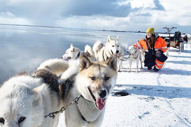 Small Group Husky Sledding Tour from Capital Region - Husky Sledding Near Mosfellsbær: What Makes It Feel Personal