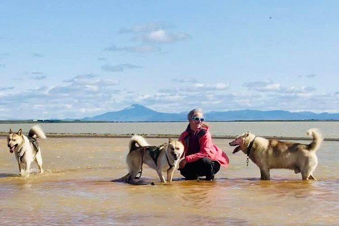 Small Group Husky Sledding Tour from Capital Region - The Guide Factor: Why the Musher Brief Makes the Ride Better