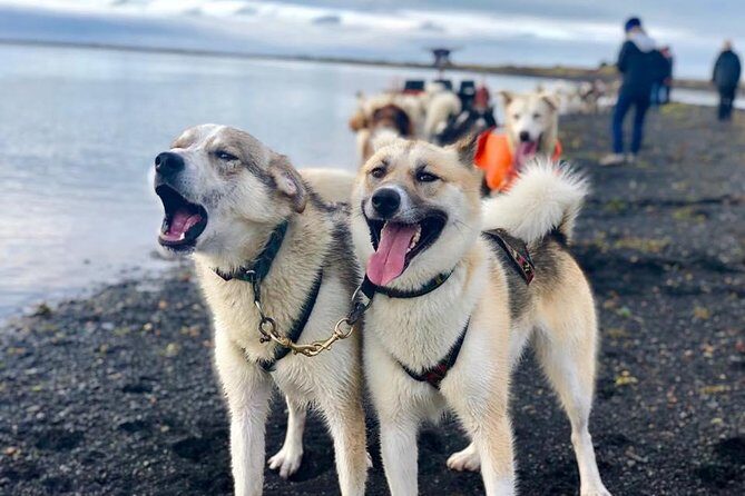 Small Group Husky Sledding Tour from Capital Region - What to Wear: Suits, Layers, and Traction Reality