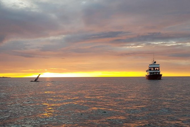 Small-group Whale Watching in the Midnight Sun from Reykjavík - Why midnight-sun whale watching feels different from Reykjavík