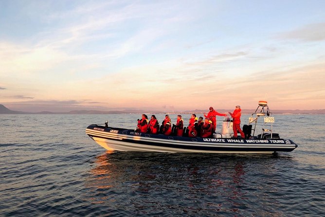 Small-group Whale Watching in the Midnight Sun from Reykjavík - Old Harbour first: a lively harbour start before the wildlife hunt