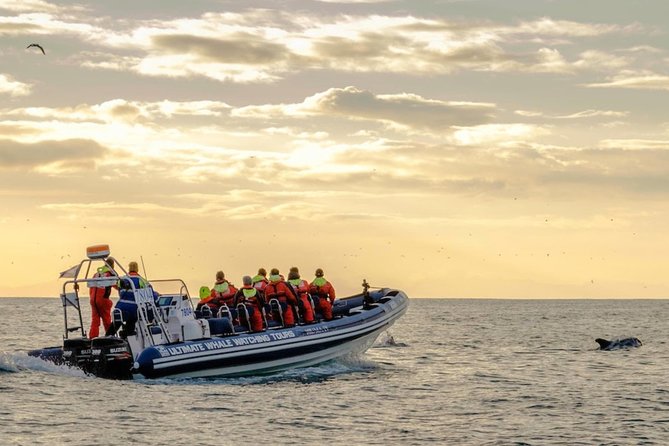 Small-group Whale Watching in the Midnight Sun from Reykjavík - Harpa Concert Hall views: the photo moment that also tells you the route
