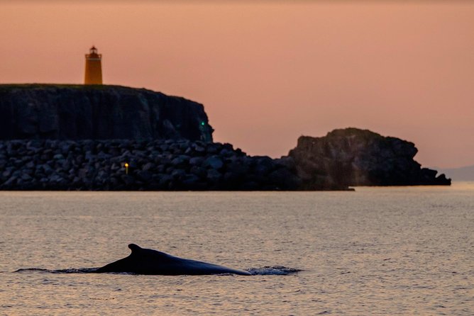 Small-group Whale Watching in the Midnight Sun from Reykjavík - Lundey and Faxaflói: your best chances for whales and dolphins