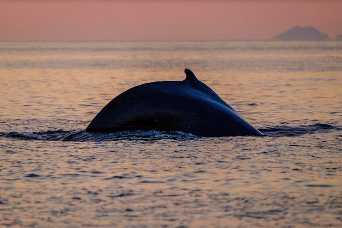Small-group Whale Watching in the Midnight Sun from Reykjavík - Sun Voyager: closing views with one more wildlife angle for puffins