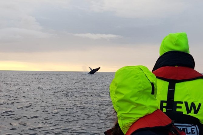 Small-group Whale Watching in the Midnight Sun from Reykjavík - Meeting at Ægisgarður 5d and getting geared before the pier