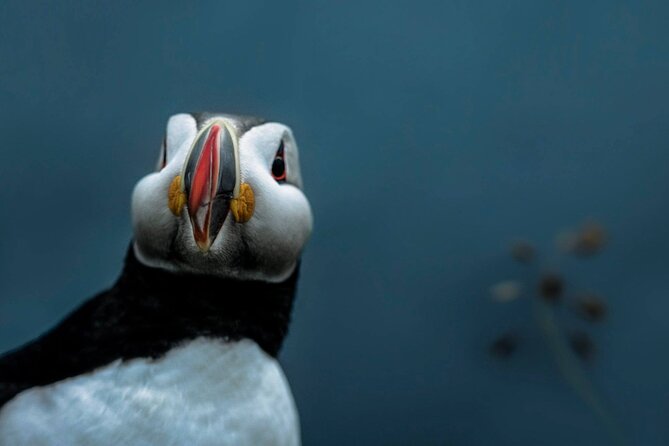 South Coast Sagas: Small Group Tour with Pick-up from Reykjavik - How This Tour Paces the Day (Without Feeling Like a Whirlwind)