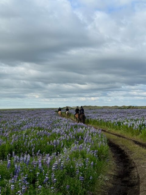 southern Iceland: Black beach riding tour - Horses, Helmets, and First-Session Confidence