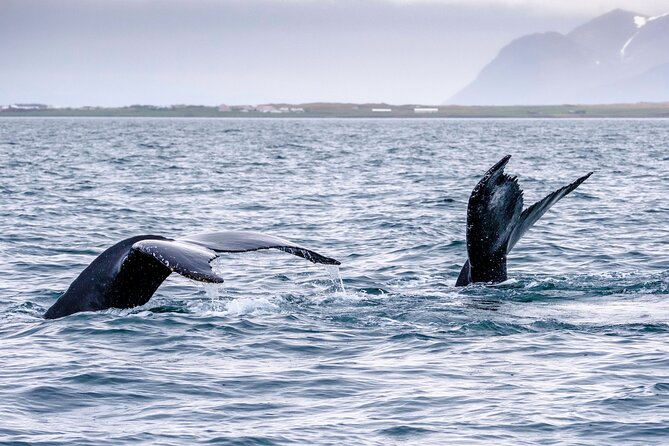 Speedboat Whale Watching Small-Group Tour in Reykjavik - On the Water: What the Crew Looks For in Whale Watching
