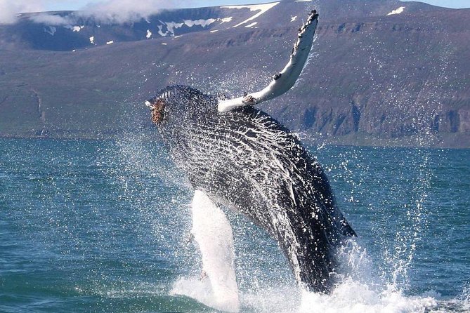 Speedboat Whale Watching Small-Group Tour in Reykjavik - Why This RIB Ride Feels Better Than Big Boats