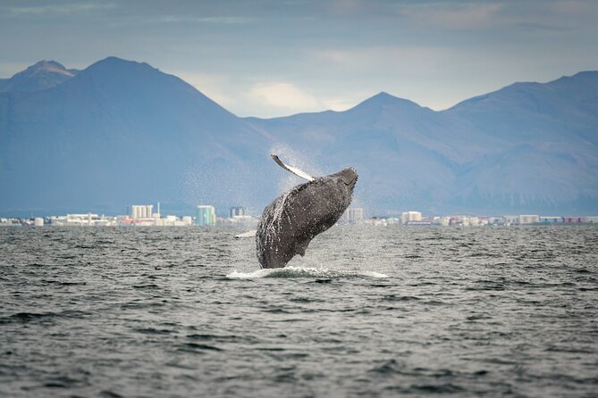 Speedboat Whale Watching Small-Group Tour in Reykjavik - Gear and Warmth: Waterproof Means You Still Need Common Sense