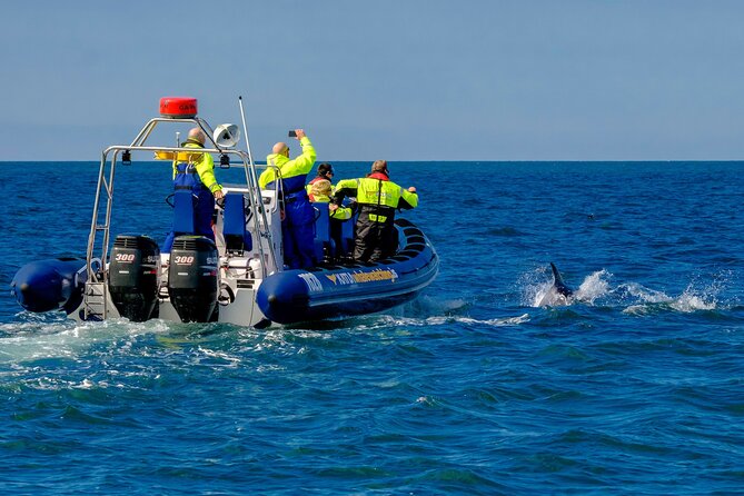 Speedboat Whale Watching Small-Group Tour in Reykjavik - Wildlife Odds: Species You Can Expect (and What to Keep Hopeful About)