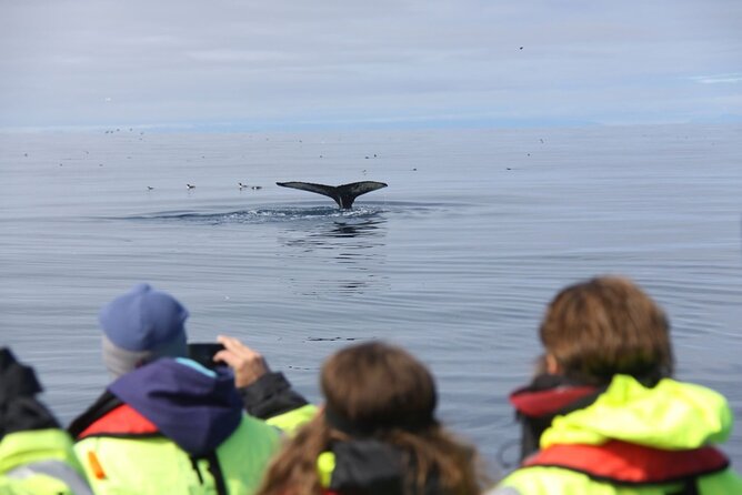 Speedboat Whale Watching Small-Group Tour in Reykjavik - Price and Value: Is $164 Worth It?