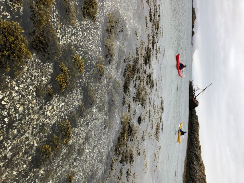 Stykkishólmur: 2-Hour Sea Kayak Tour - White-tailed eagles: wildlife spotting from sea level