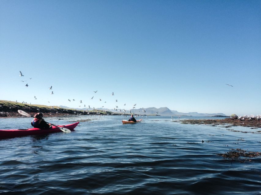 Stykkishólmur: 2-Hour Sea Kayak Tour - Landey and the eiderdown tradition you can actually see
